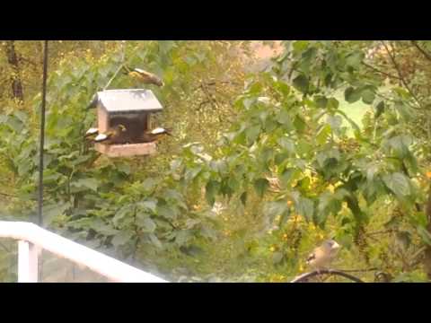 Migrating Evening Grosbeaks birds