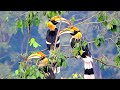 Indian Hornbills Bird Animal Planet Full Episode In Hindi Full Documentary Hindi