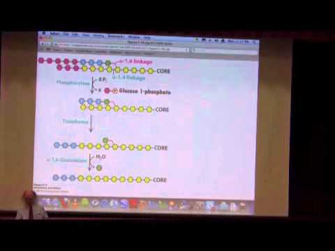 Glycogen Metabolism I