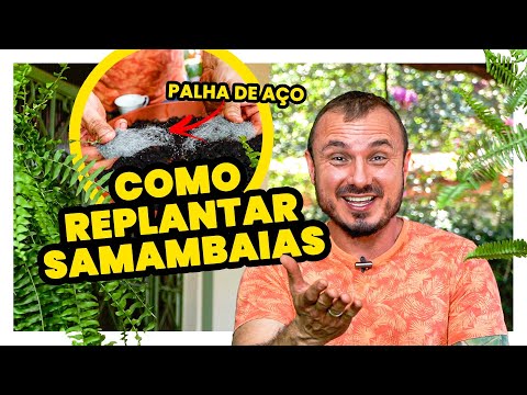 COMO REPLANTAR  SAMAMBAIAS