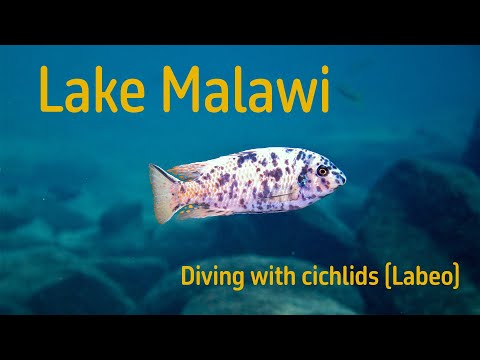 Diving with cichlids in lake Malawi