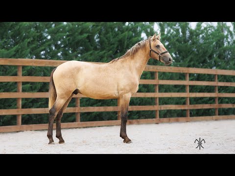 RASPUTINE DE LA GESSE - M - PSL - 2021