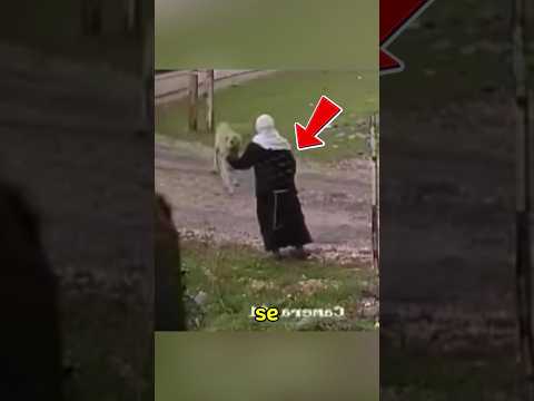 This woman is attacked by several Turkish Kangal dogs #dogs #animals