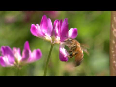 ミツバチに優しい植物