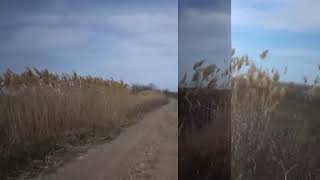 Mark Knopfler with Emmylou Harris, twofold, Lost On The River