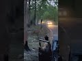 400 Kg Tiger Crossing Highway In Bandhavgarh Ll Bandhavgarh Shortvideo Viral Shortsfeed