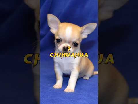 Top 10 small dog breeds in the world#ytshort #shot #shorts