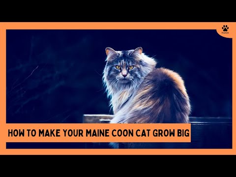 How to Make a Maine coon Cat Grow big
