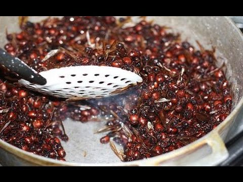 HORMIGAS CULONAS EN SANTANDER COLOMBIA - Culonas ANTS IN SANTANDER COLOMBIA Exotic Foods
