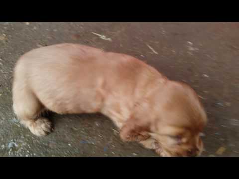 HEMBRA COCKER SPANIEL