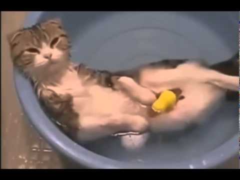 Смешное видео о котах