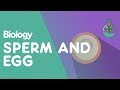 Sperm and Eggs Cells | Cells | Biology | FuseSchool