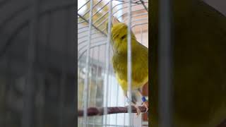 Download lagu Variegated Timbrado Original mp3