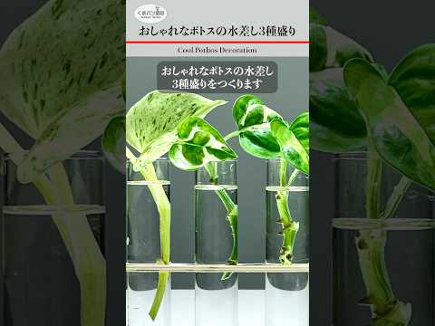 園芸 悪魔のツタ、ポトス