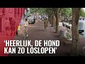 Komt er een autovrije Herengracht?