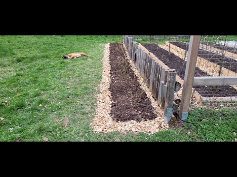 Potravinová soběstačnost - Jak zasázet borůvky