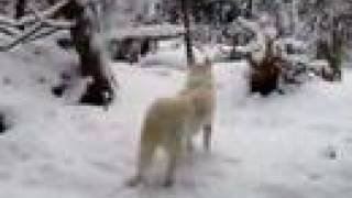 preview picture of video 'Winter 2008, Narrowsburg, New York'