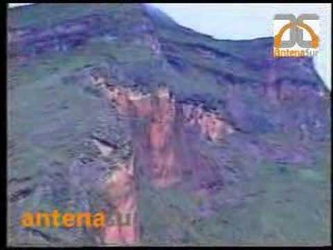 Semilla - Pata pollerita