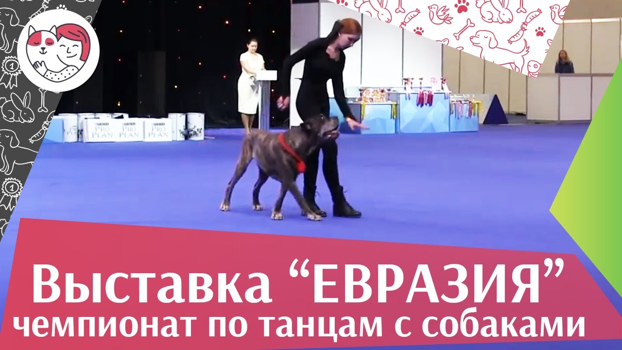 Чемпионат РКФ по танцам с собаками 10 на Евразии 17 ilikepet