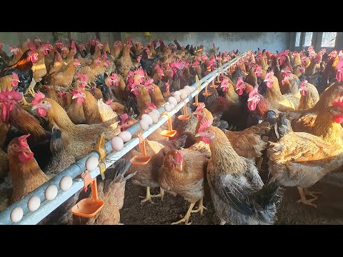 , title : '5 way make money with raising of Chickens - Poultry Farm'