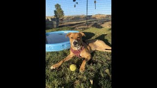 Saving Grace Pet Adoption Center Short Film
