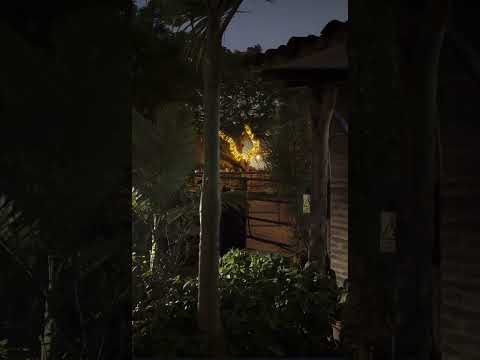 #parati #caballos #joropoparaelmundo #jorgeguerrero #vaca #camaguan #esterosdecamaguan #guarico