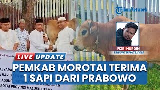 Sapi Kurban Berbobot 850 Kg Presiden Diserahkan ke Masjid Agung Baiturrahman oleh Bupati Morotai