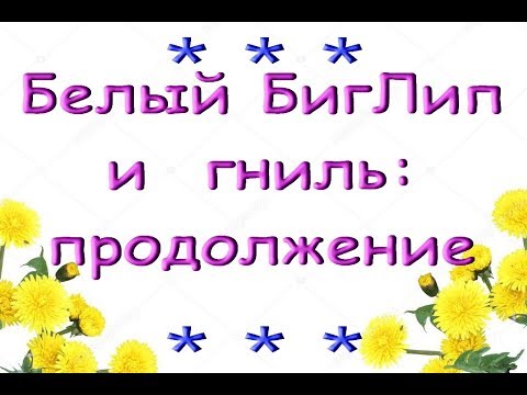 Белый БигЛип:ПРОДОЛЖЕНИЕ борьбы с ГНИЛЬЮ (орхидея из Ашана)