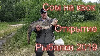 Ловля сома на квок за 2019 год