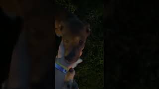 Pitsky Puppies Videos