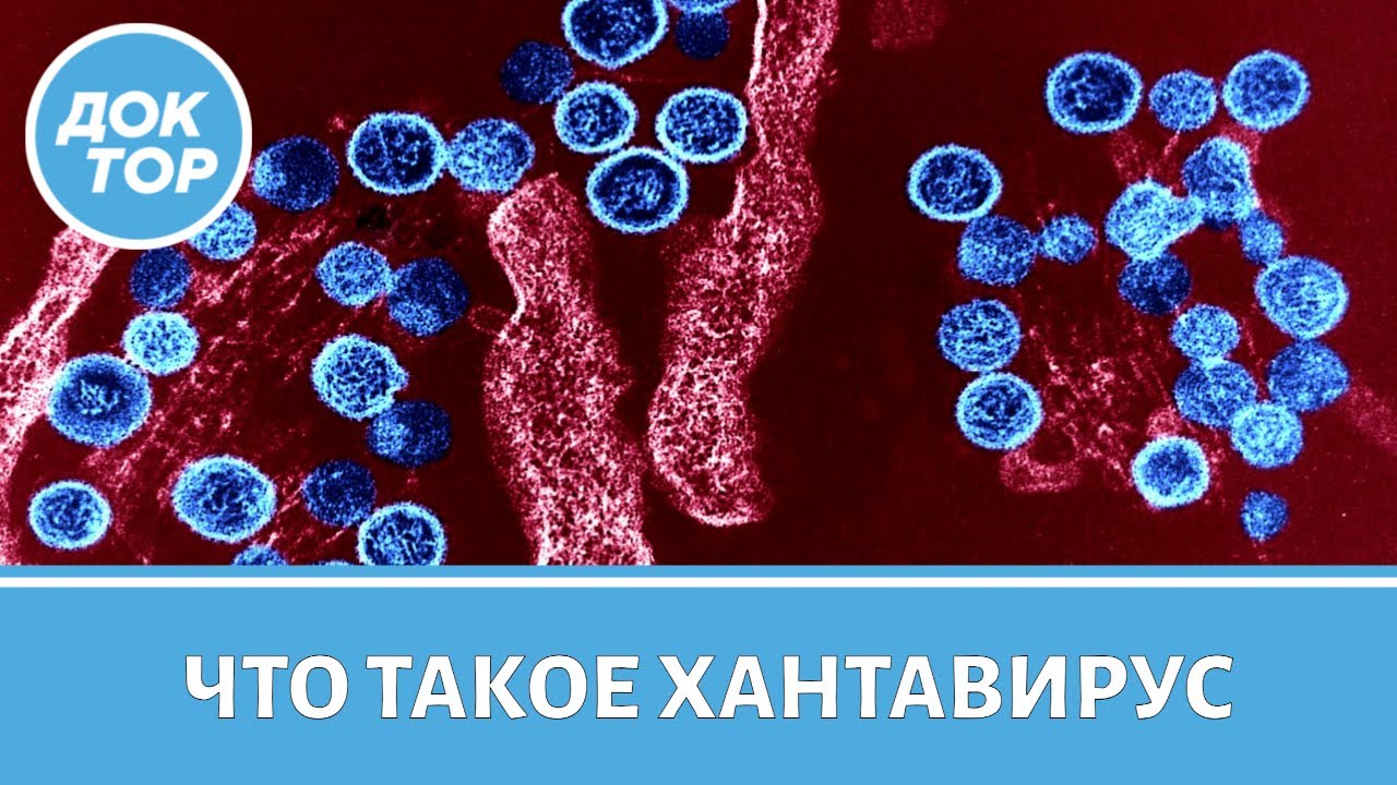 Врач-инфекционист о вспышке хантавируса: что известно