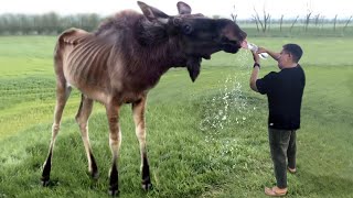 45 Animals That Asked People for Help & Kindness !