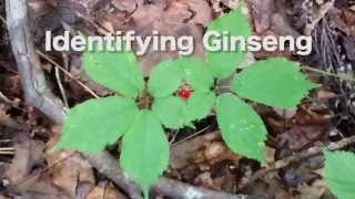 How To Identify and Find Wild Ginseng