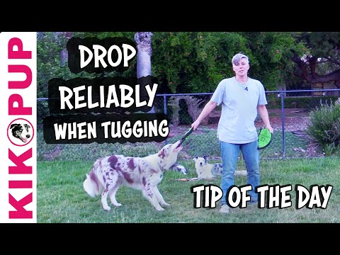 What is Clicker Training