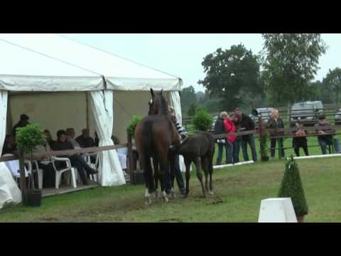 Sudweyher Fohlenschau 2011 - Kat.-Nr. 15: Hengstfohlen v. Lorenzio - Donnerschlag - Akzent I