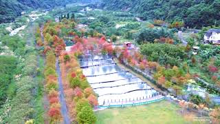 宜蘭 礁溪 三層坪落羽松