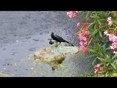 Cormorant Catches Dinner