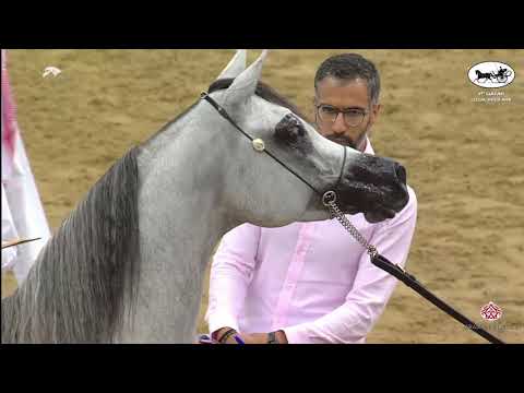 N 142 GHAZI AL NASSER   1st Qatar Arabian Horse Show Local Bred