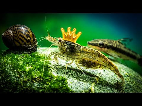 Best Freshwater Tank Cleaners That Actually WORK - Ultimate Clean Up Crew