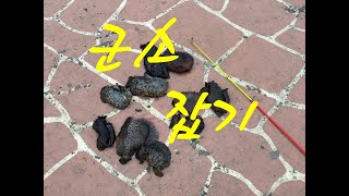 군소잡기