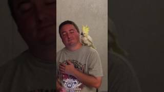 Cockatoo learns bluegrass nitty gritty dirt band first time