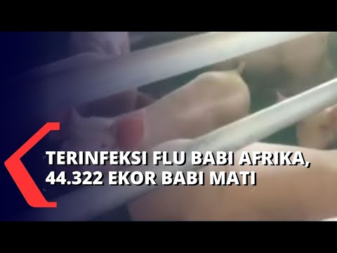 , title : '44.322 Ekor Babi Mati Terinfeksi Flu Babi Afrika, Diduga Wabah Menyebar Lewat Aliran Air'