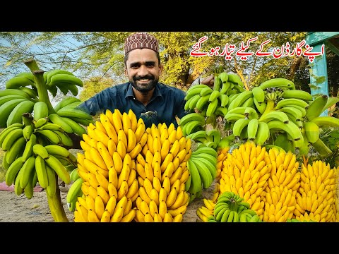 🍌Pure Organic Bananas Alhumdullah Our Garden Bananas Ready 