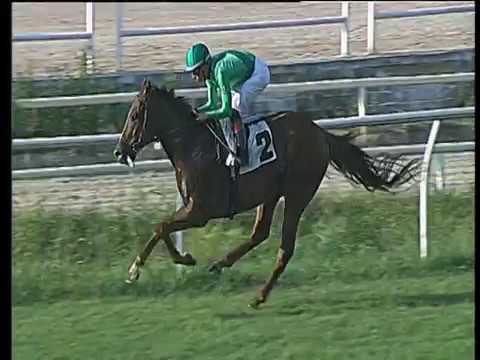 Galoppo 17/08/2019 - 1ª corsa