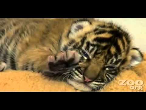 Mały tygrysek.