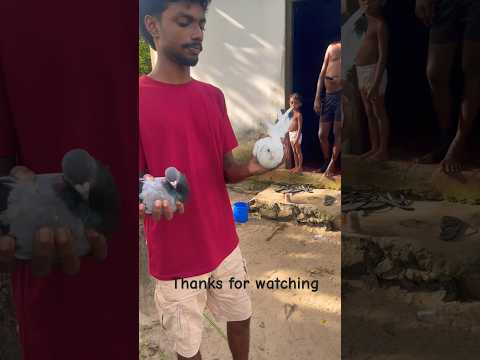 Sri Lankan Fast flying pigeons throwup 🕊️🕊️🇱🇰🇱🇰💪#kabutar #pigeon #shorts #birds