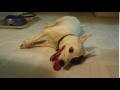 Apollo Panting After Playing