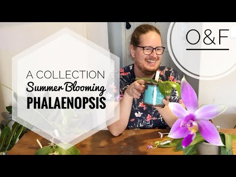 Phalaenopsis bellina and other Summer Phalaenopsis | My orchid plant collection