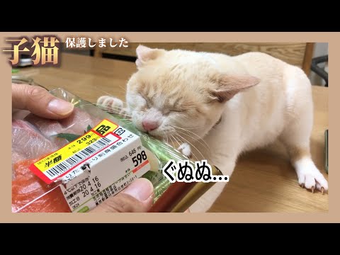 猫が食べられる人間の食べ物