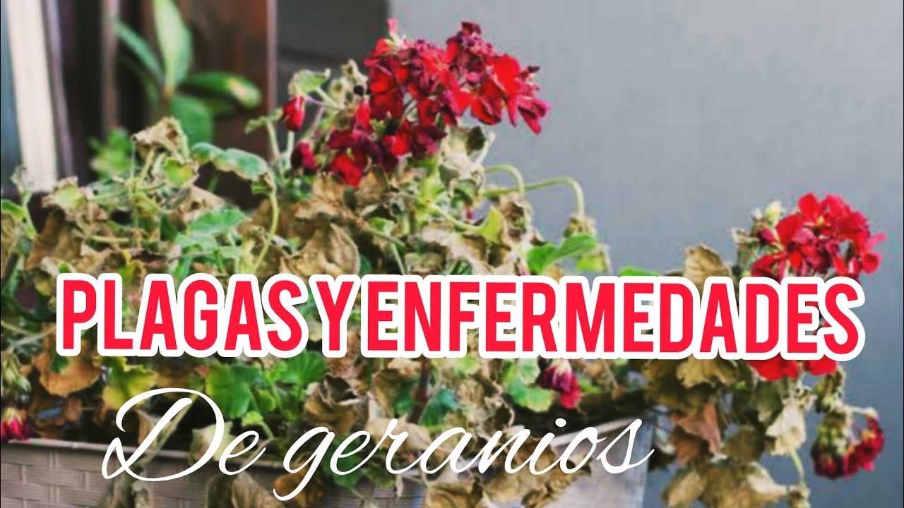 cónoce las plagas y enfermedades que atacan a nuestros geranios